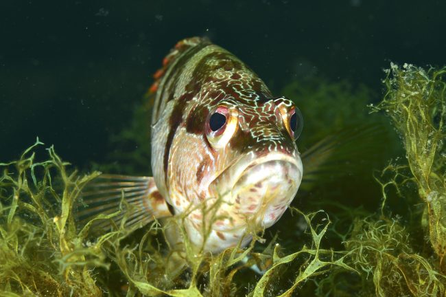 G-Tirnetta_Sciarrano